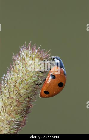 Seven-spotted seven-spott ladybird (Coccinella septempunctata), North Rhine-Westphalia, Germany Stock Photo