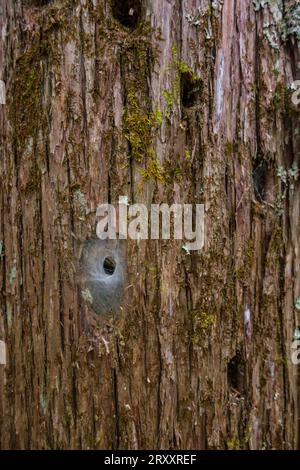 Close up picture of spiders making webs inside the wholes of a pine trees bark. Stock Photo