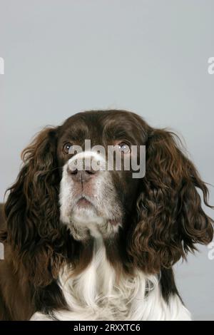 English Springer Spaniel, age Stock Photo