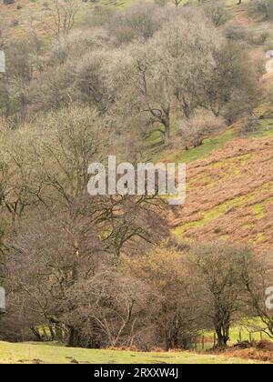 Ashes Hollow, one of the deep valleys cutting into The Long Mynd, an upland area of outstanding natural beauty in South Shropshire, England, UK. Stock Photo