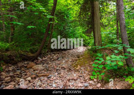 Dried river bed in the forest of Acadia National park in Maine Stock Photo