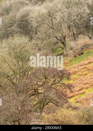 Ashes Hollow, one of the deep valleys cutting into The Long Mynd, an upland area of outstanding natural beauty in South Shropshire, England, UK. Stock Photo