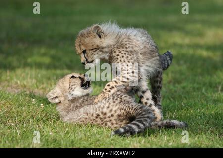 Cheetah (Acinonyx jubatus), cubs playing Stock Photo