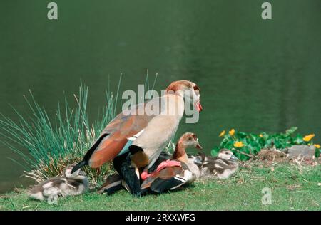Egyptian egyptian goose (Alopochen aegyptiacus), pair with goslings Stock Photo