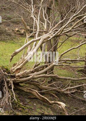 Ashes Hollow, one of the deep valleys cutting into The Long Mynd, an upland area of outstanding natural beauty in South Shropshire, England, UK. Stock Photo