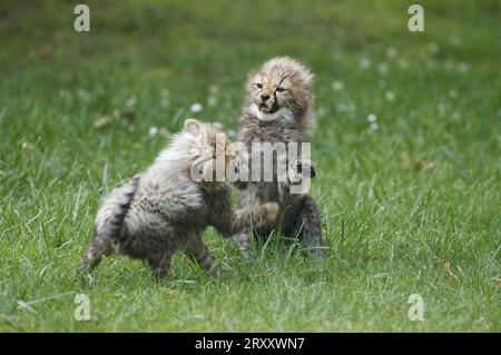 Cheetah (Acinonyx jubatus), playing cubs Stock Photo