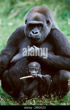 Western lowland gorillas (Gorilla gorilla gorilla), female with young Stock Photo