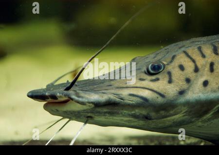 Tiger Shovelnose Catfish (Pseudoplatystoma fasciatum) Stock Photo