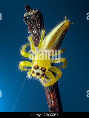 Jumping Spider Extreme Macro Close up Stock Photo