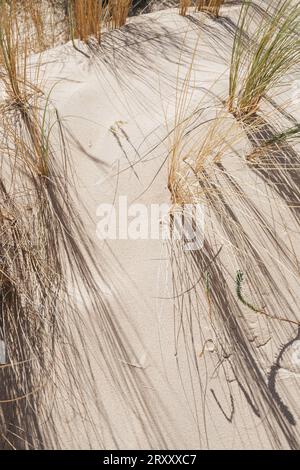 Sandy background with grass on the beach Stock Photo