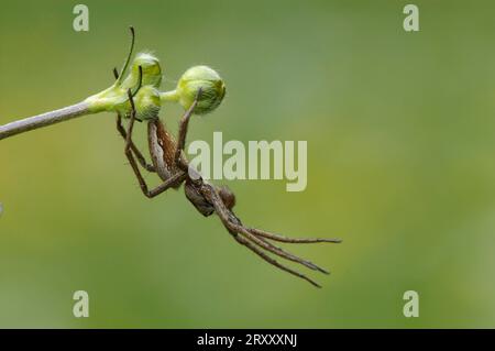 Fantastic Fishing Spider, North Rhine-Westphalia, Germany (Pisaura mirabilis) Stock Photo