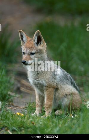 Young Black-backed Jackal (Canis mesomelas) Stock Photo