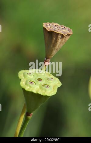 East Indian Lotus (Nelumbo nucifera), seed capsule Stock Photo