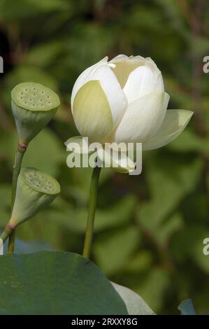 East Indian Lotus (Nelumbo nucifera), blossom and seed capsule Stock Photo