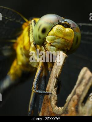 Yellow dragon fly Extreme Macro Stock Photo