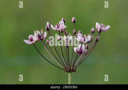 Flowering Rush (Butomus umbellatus), North Rhine-Westphalia, Germany Stock Photo