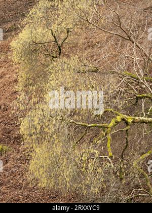 Ashes Hollow, one of the deep valleys cutting into The Long Mynd, an upland area of outstanding natural beauty in South Shropshire, England, UK. Stock Photo