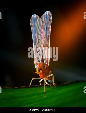 Extreme macro detailed shot of a red and black ant Stock Photo - Alamy