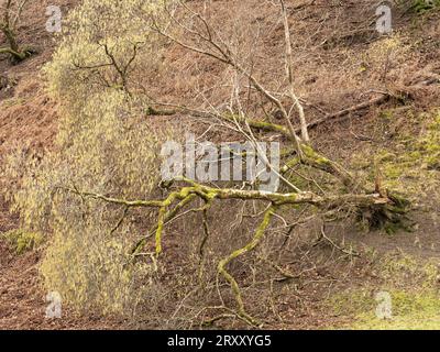 Ashes Hollow, one of the deep valleys cutting into The Long Mynd, an upland area of outstanding natural beauty in South Shropshire, England, UK. Stock Photo