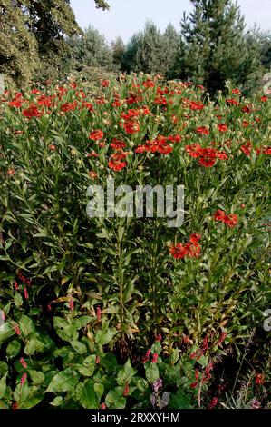 Helenium 'Kupfersprudel' (Helenium hybride) Stock Photo