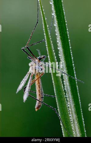 Crane fly with dewdrop, cabbage gnat (Tipula oleracea), Germany Stock Photo