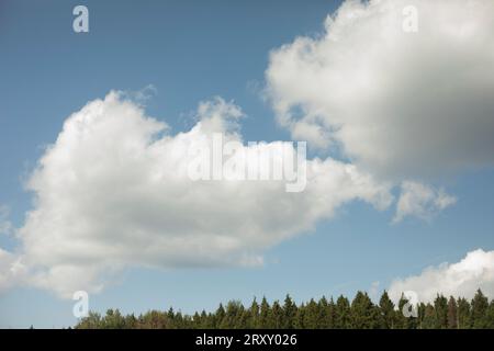 Clouds fly over forest. Spruce forest and sky. Natural landscape. Summer weather. Stock Photo