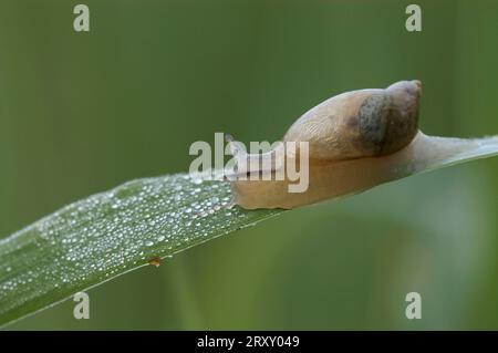 Amber snail, common amber snail (Succinea putris), Germany Stock Photo