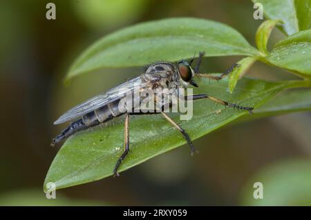 Common awl hawk moth, common awl robberfly (Neoitamus cyanurus), Germany Stock Photo