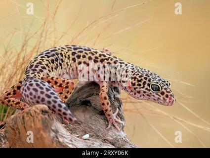 Leopard gecko (Eublepharis macularis) Stock Photo