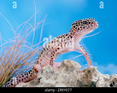 Leopard gecko (Eublepharis macularis) Stock Photo