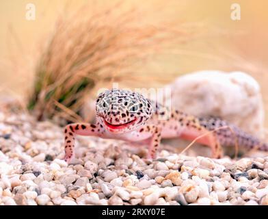 Leopard gecko (Eublepharis macularis) Stock Photo