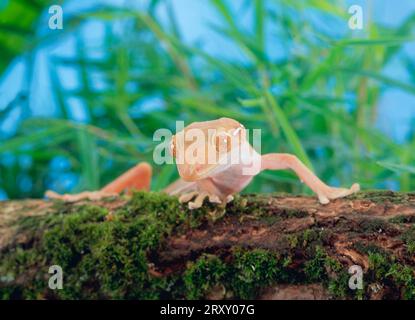 White-Striped Gecko (Gekko vittatus) Stock Photo