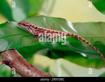 Brown brown anole (Anolis sagrei) Stock Photo
