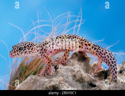 Leopard Gecko (Eublepharis macularis) Stock Photo