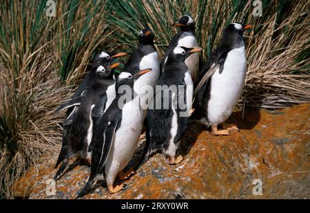 Gentoo penguins (Pygoscelis papua), Steeple Jason Island, Falkland Islands Stock Photo