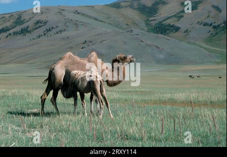 Two-humped Camels, female nursing young, Mongolia, Bactrian Camel (Camelus bactrianus) Stock Photo