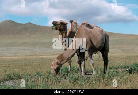 Two-humped Camels, Mongolia, Bactrian Camel (Camelus bactrianus) Stock Photo