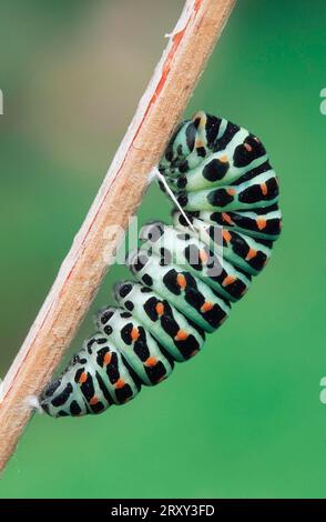 Swallowtail caterpillar (Papilio machaon) other animals, other animals, insects, butterflies, butterflies, young, caterpillar, Germany Stock Photo