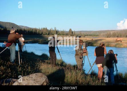 Animal photographer photographing Wapitis, Yellowstone national park, USA, Animal photographers at the Wapiti rut, Yellowstone national park, USA Stock Photo