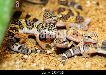 Leopard gecko, juveniles, Eublepharis macularis, juvenile leopard geckos Stock Photo