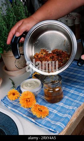 Preparation of Common Calendula (Calendula officinalis), preparation of ointment and flowers, flowers, garden plants, garden medicinal herbs Stock Photo