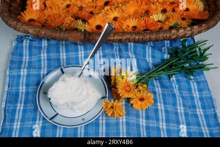 Preparation of Common Calendula (Calendula officinalis), preparation of ointment and flowers, flowers, garden plants, garden medicinal herbs Stock Photo