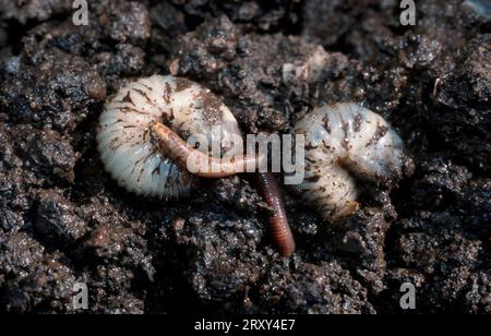 Cockchafer larvas, field cockchafer larvae (Melolontha melolontha), cockchafer, europe, other animals, other animals, insects, insects, beetles Stock Photo