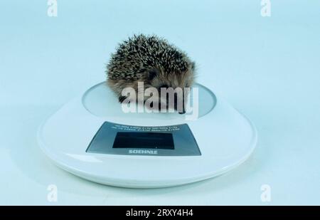 European Hedgehog on scale (Erinaceus europaeus), European hedgehog on scale, European hedgehog Stock Photo