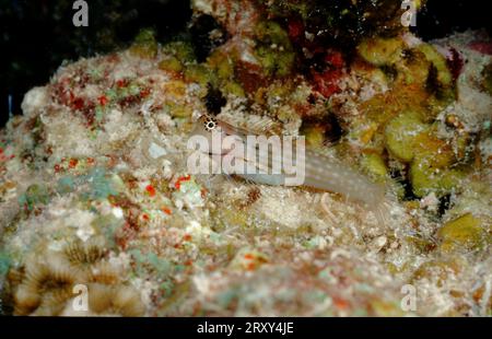Combtooth Blenny, Red Sea (Ecsenius dentex) Stock Photo