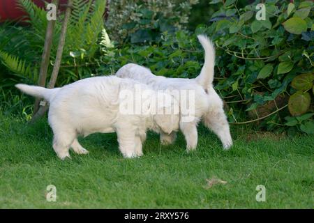 Golden Retriever, puppies, 7 weeks, puppies, 7 weeks, mammals, mammals, animals, domestic, domestic dog, pet, pet, outside, outdoor, kitten, young Stock Photo