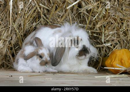 Lion-maned Lop-eared Dwarf Rabbit with young, Lion-headed Dwarf Rabbit with young, Lion-headed Dwarf Rabbit, Lion-headed ram, Ram Rabbit, Domestic Stock Photo