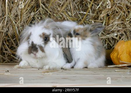 Lion-maned Lop-eared Dwarf Rabbit with young, Lion-headed Dwarf Rabbit with young, Lion-headed Dwarf Rabbit, Lion-headed ram, Ram Rabbit, Domestic Stock Photo