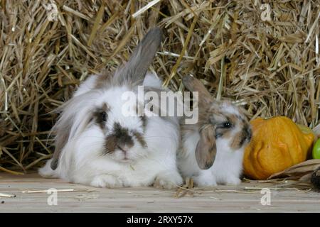 Lion-maned Lop-eared Dwarf Rabbit with young, Lion-headed Dwarf Rabbit with young, Lion-headed Dwarf Rabbit, Lion-headed ram, Ram Rabbit, Domestic Stock Photo