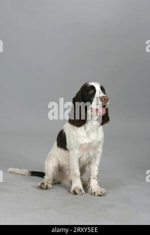 English Springer Spaniel, puppy, 6 months Stock Photo